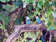 Todiramphus saurophagus