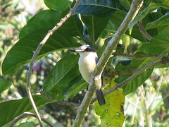 Todiramphus recurvirostris