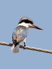 Todiramphus pyrrhopygius