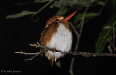 Corythornis madagascariensis