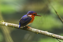 Corythornis leucogaster