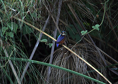 Corythornis cristatus