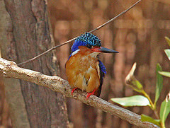 Corythornis vintsioides