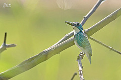 Alcedo coerulescens
