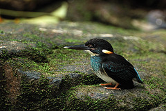 Alcedo euryzona