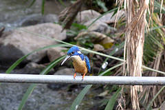 Alcedo semitorquata