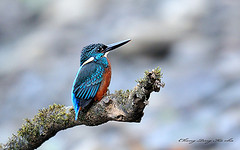 Alcedo hercules