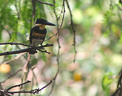 Chloroceryle americana