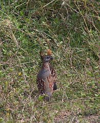 Callipepla douglasii