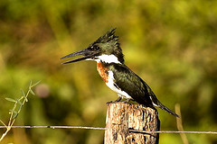 Chloroceryle amazona