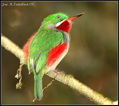 Todus angustirostris