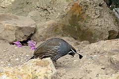 Callipepla californica