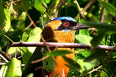 Momotus subrufescens