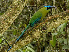 Momotus aequatorialis