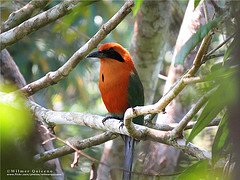 Baryphthengus martii