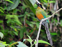 Baryphthengus ruficapillus