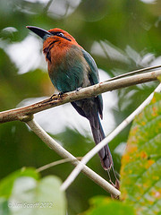 Electron platyrhynchum