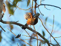 Eumomota superciliosa