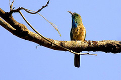 Nyctyornis athertoni