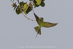 Merops superciliosus