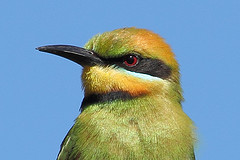 Merops ornatus