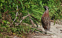 Colinus nigrogularis