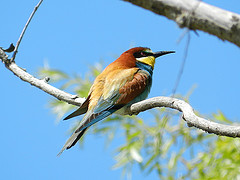 Merops apiaster