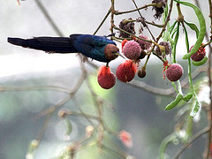 Phoeniculus castaneiceps