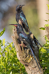 Phoeniculus somaliensis