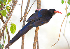 Phoeniculus damarensis