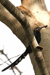 Rhinopomastus aterrimus