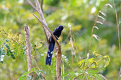 Rhinopomastus cyanomelas