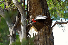 Bucorvus leadbeateri