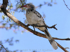 Tockus erythrorhynchus