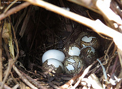 Odontophorus gujanensis