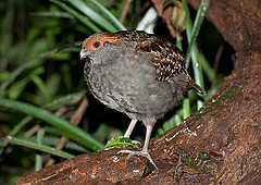 Odontophorus capueira