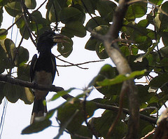 Bycanistes fistulator