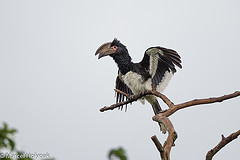 Bycanistes bucinator