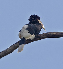 Bycanistes cylindricus