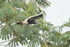 Bycanistes albotibialis