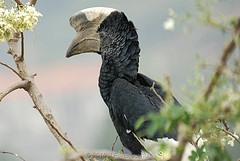 Bycanistes subcylindricus