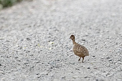 Nothoprocta perdicaria