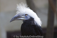 Berenicornis comatus