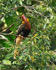 Buceros hydrocorax