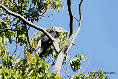 Anthracoceros marchei