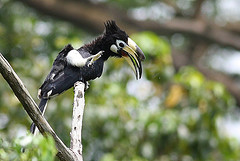 Anthracoceros albirostris