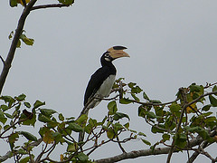 Anthracoceros coronatus