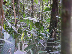 Odontophorus erythrops