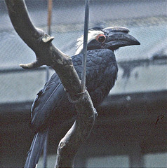 Anthracoceros malayanus