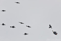 Anorrhinus galeritus